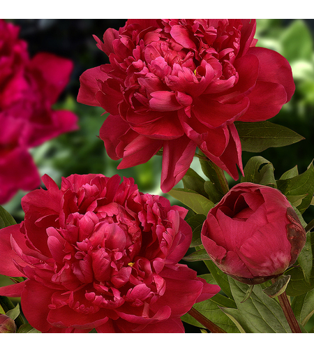 Кичест божур - червен