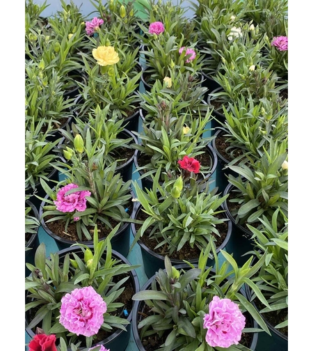 Карамфили тройки