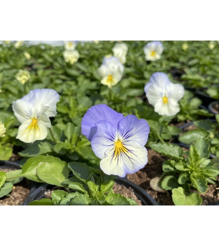 Каскадни теменужки