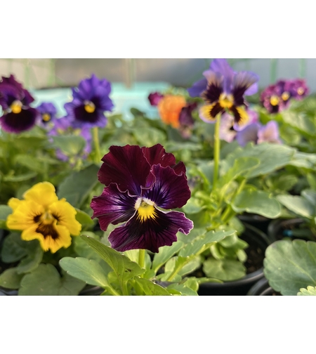 Къдрави теменужки