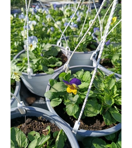 Каскадни теменужки - големи кошнички