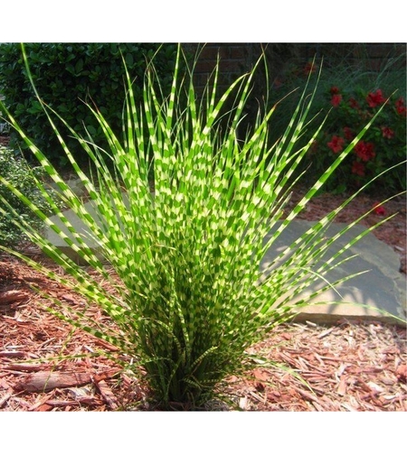 Мискантус Зебрина (Miscanthus sinensis 'Zebrinus') Китайски камъш | Царска тръстика