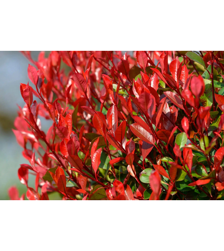 Фотиния ‘Red Robin’ / Photinia × fraseri ‘Red Robin'