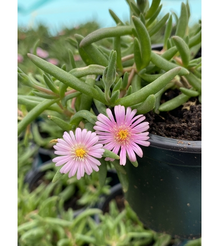 Делосперма