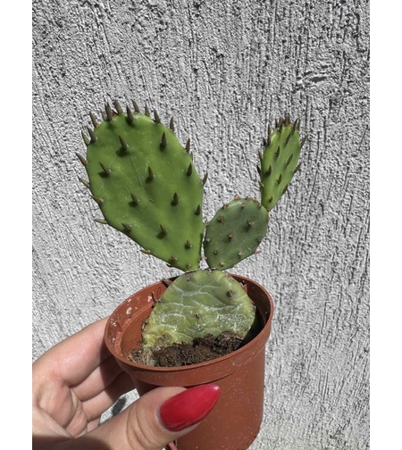 Опунция (Opuntia) - малка