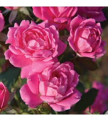 Pink Double KNOCK OUT® Radtkopink