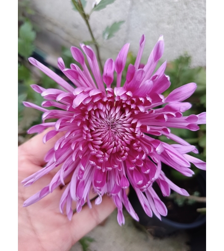 Високостеблена хризантема Violet Spoon