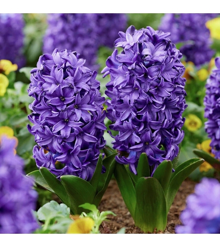 Зюмбюл Blue Jacket в саксия - троен