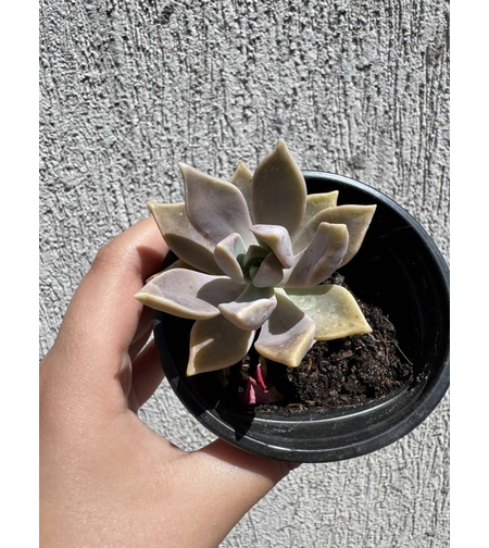 Сукулент Graptopetalum paraguayense - малък