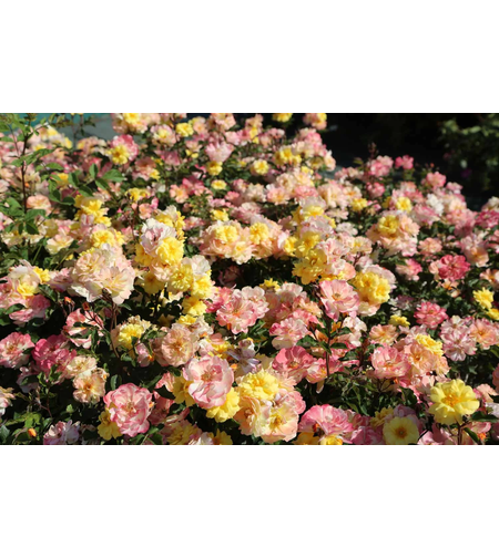 REVE DE PARIS ® Meilowmye