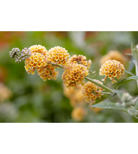 Будлея 'Sungold' Buddleja × weyeriana 'Sungold'