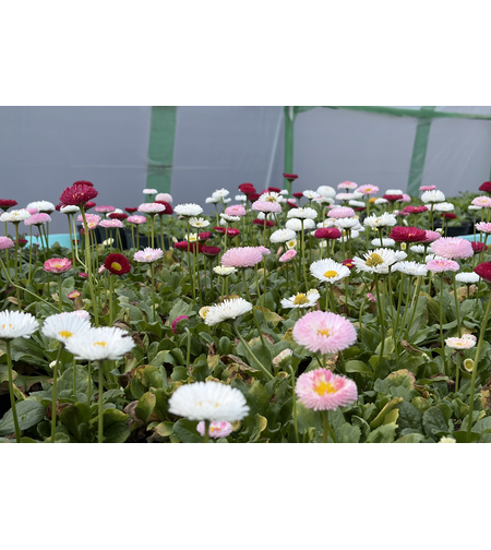 Парички - Tasso