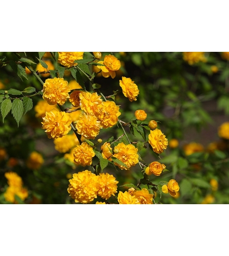 Kerria japonica ‘Pleniflora’ (Керия, Японска керия)