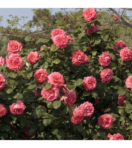 GPT DEE DEE BRIDGEWATER® Meitandar