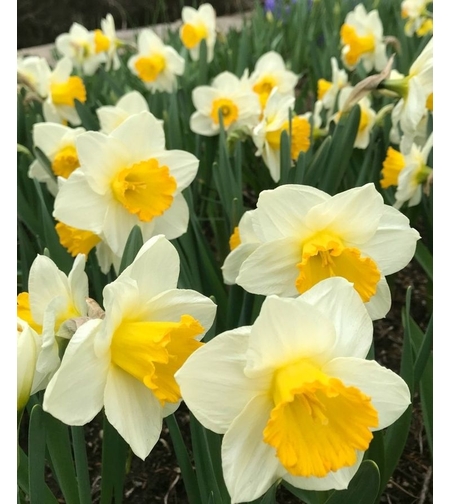 Нарцис Orange Sunset в саксия