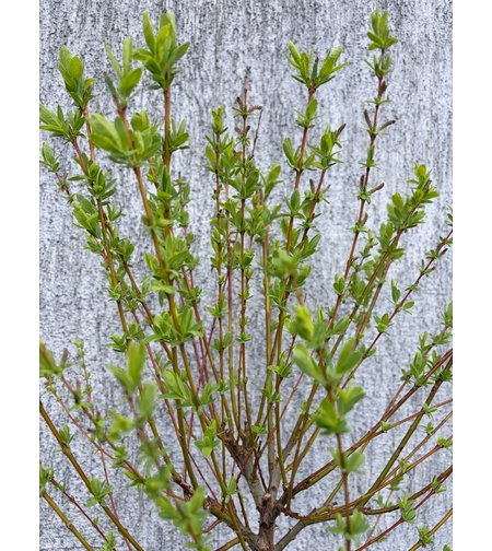 Японска пъстролистна върба - salix integra hakuro nishiki