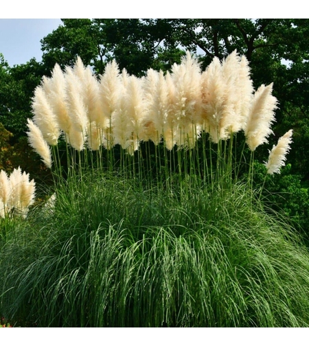 Декоративна трева Кортадерия – Бяла (Cortaderia)