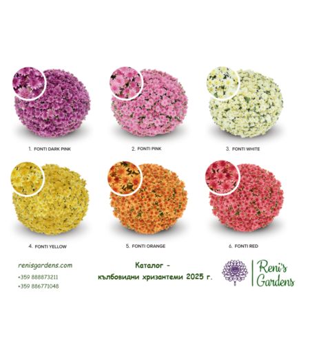 Кълбовидни хризантеми - сорт Fonti