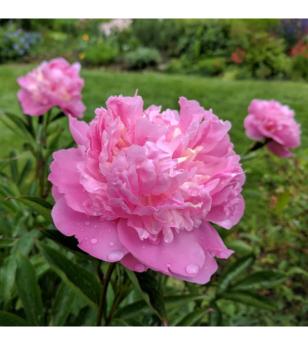 Кичест божур - розов