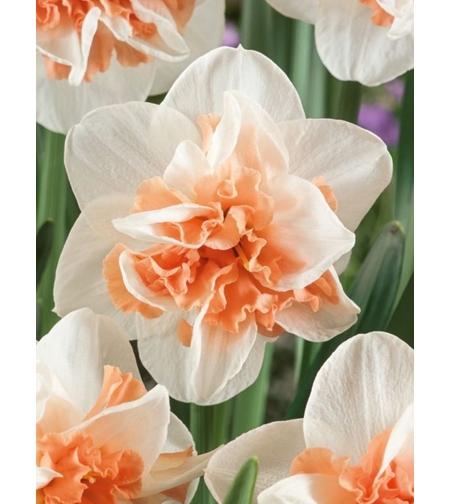 Нарцис Delnashaugh в саксия