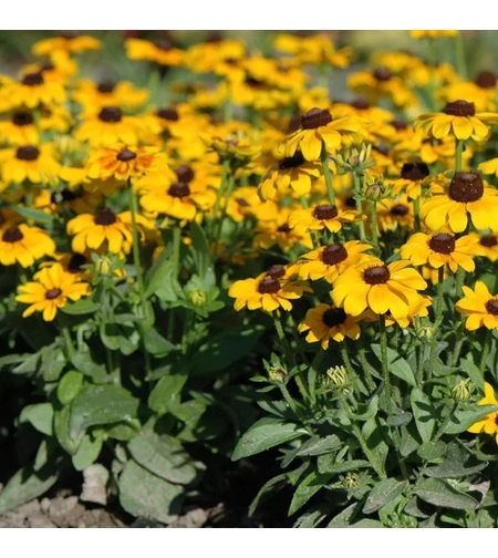 Рудбекия Toto Gold (Rudbeckia hirta Toto Gold)