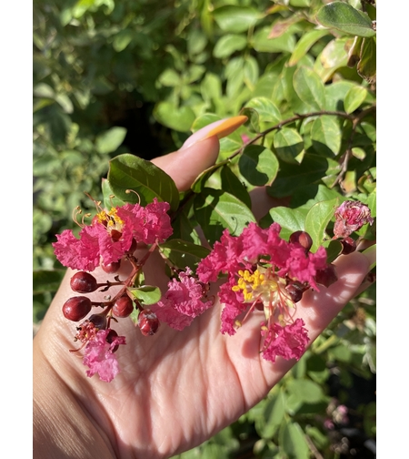 Индийски люляк - Lagerstroemia indica