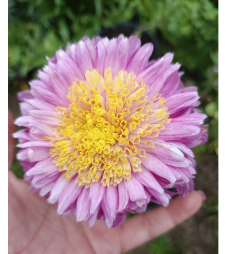 Високостебленa хризантемa Rosela Pink