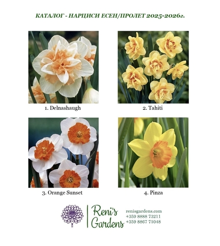 Луковици - Нарциси