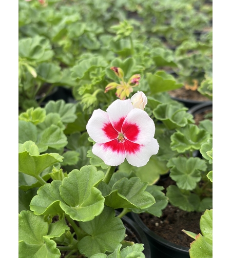 Мушкато - Pelargonium zonale Americana® White Splash