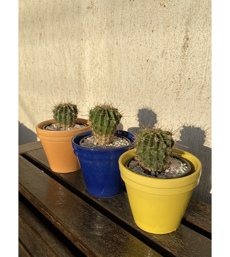 Кактус в керамична кашпа