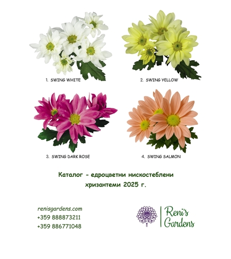 Разсад едроцветна нискостеблена хризантема - патронче