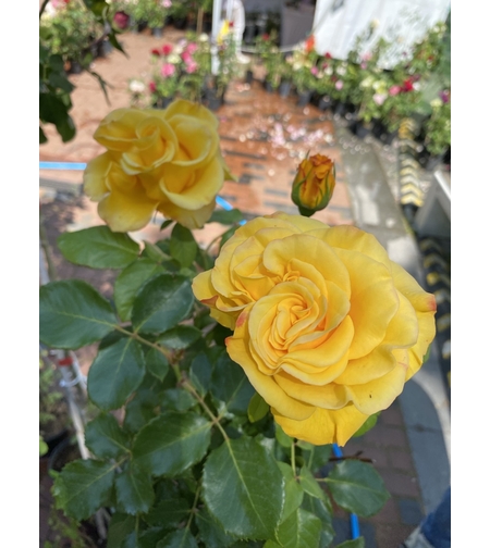 Щамбова роза - Жълта