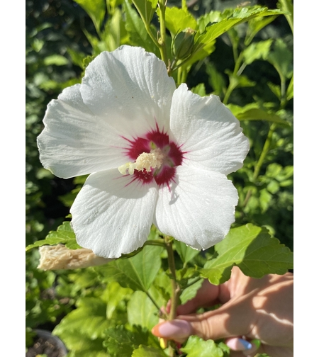 Дървовидна ружа - Hibiscus syriacus