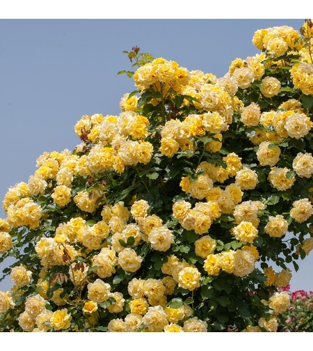 Gpt RIMOSA®  (Gold Bunny®) Meigro-Nurisar