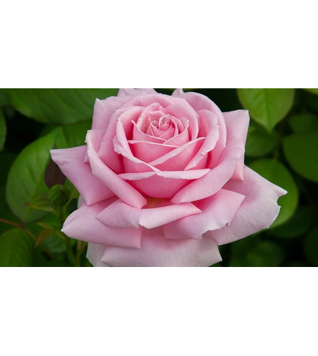 FREDERIC MISTRAL® Meitebros