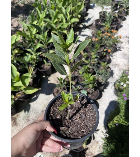 Дафинов лист