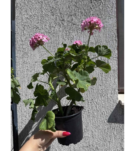 Мушкато (Pelargonium zonale) - кичест сорт