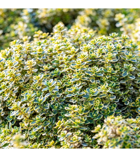 Мащерка / Timo limone variegato imp.&nbsp;