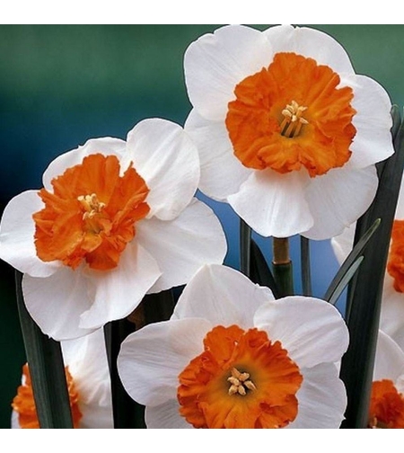 Нарцис Orange Sunset