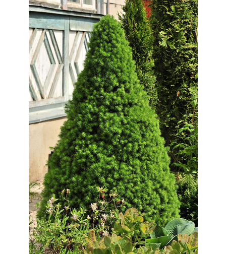 Picea glauca 'Conica' – Декоративен смърч Коника (джудже)