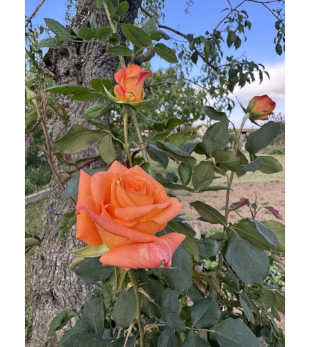 Щамбова роза - Оранжева