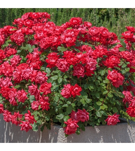 Rosa 'Radtko' DOUBLE KNOCK OUT®