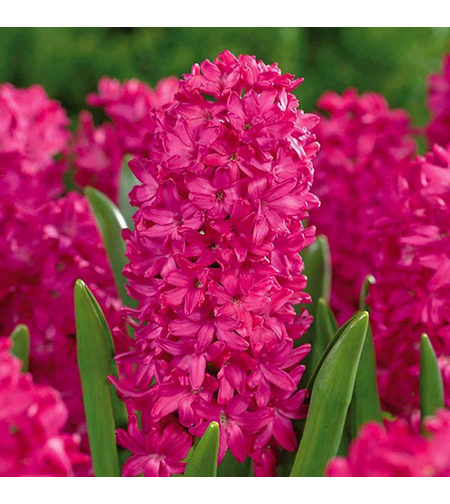 Зюмбюл Jan Bos в саксия - единичен