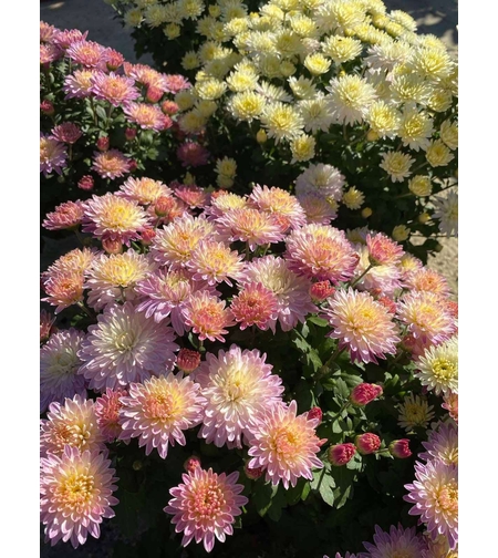 Кълбовидни хризантеми