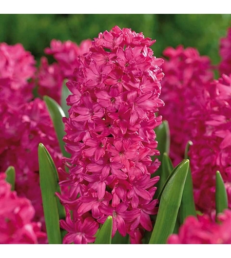 Зюмбюл Jan Bos