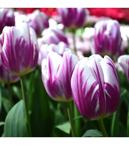 Лале Flaming Flag в саксия - единично