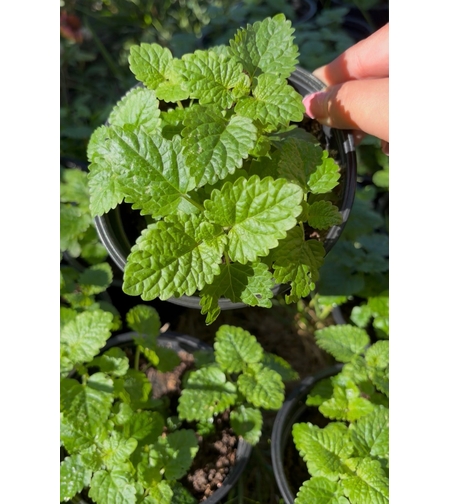 Маточина (Melissa officinalis)