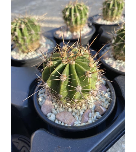 Кактус - Echinopsis oxygona