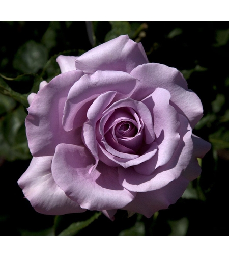 Щамбова роза - лилава