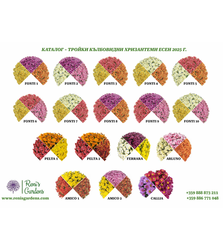 Кълбовидни хризантеми - тройки